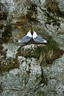Kittiwake Prints: USA, Alaska, Inside Passage. Pair of black-legged kittiwakes