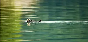 USA, Alaska, Inside Passage. Sea otter swims amid reflections