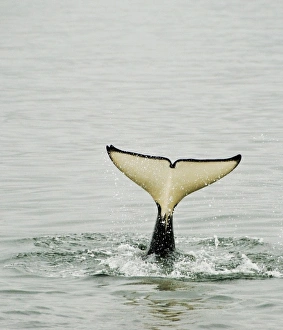 Images Dated 9th July 2007: USA, Alaska, Inside Passage. Tail of diving orca