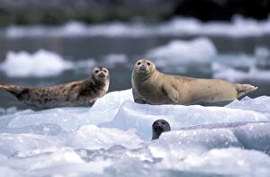 Images Dated 29th August 2003: U.S.A. Alaska, Inside Passage Tracy Arm, South Sawyer Glacier Harbor seals