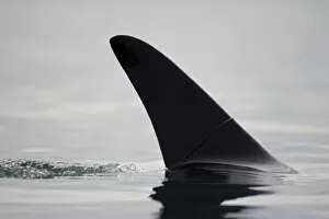 Images Dated 27th August 2007: USA, Alaska, Juneau, Close-up view of Killer Whales fin (Orcinus orca) surfacing