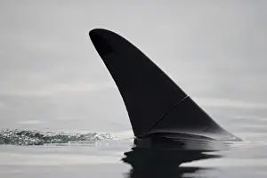 USA, Alaska, Juneau, Close-up view of Killer Whales fin (Orcinus orca) surfacing