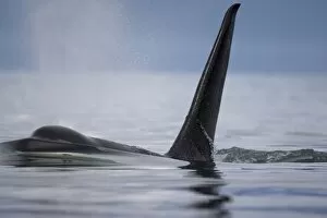 USA, Alaska, Juneau, Killer Whale (Orcinus orca) raises its dorsal fin while swimming