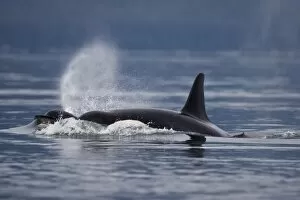 USA, Alaska, Juneau, Killer Whales (Orcinus orca) surface to breathe while swimming