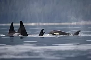 USA, Alaska, Juneau, Pod of Killer Whales (Orcinus orca) swimming in Stephens Passage
