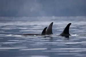 Images Dated 27th August 2007: USA, Alaska, Juneau, Pod of Killer Whales (Orcinus orca) swimming in Stephens Passage