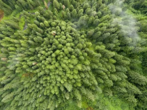 Images Dated 30th October 2018: USA, Alaska, Juneau, Taku Harbor State Marine Park, Aerial view of coastal rainforest