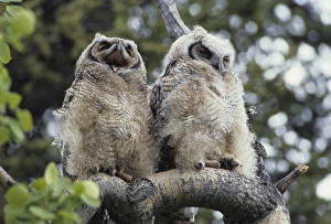 USA, Alaska, Juvenile Great Horned Owl