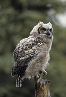 Predatory Prints: USA, Alaska, Juvenile Great Horned Owl