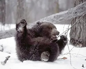 Grizzly Prints: USA, Alaska. Juvenile grizzly plays with tree branch in winter. Credit as: Jim Zuckerman