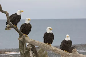 Images Dated 8th March 2009: USA, Alaska, Kachemak Bay, Homer Spit. Bald eagles perched on a piece of driftwood