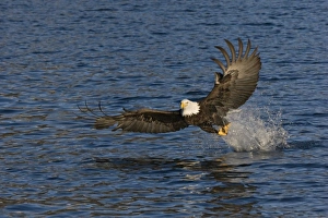 Images Dated 7th March 2009: USA, Alaska, Kachemak Bay State Park