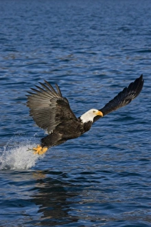 Kachemak Bay Prints: USA, Alaska, Kachemak Bay State Park