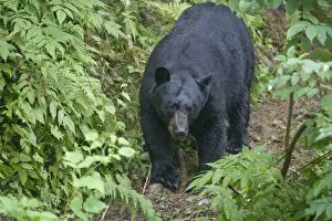 Images Dated 21st July 2007: USA, Alaska, Kake, Black Bear (Ursus americanus) walking on banks along Gunnuck Creek