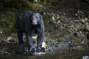 Images Dated 22nd July 2007: USA, Alaska, Kake, Black Bear (Ursus americanus) hunting along Gunnuk Creek during