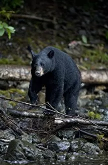 Images Dated 23rd July 2007: USA, Alaska, Kake, Black Bear (Ursus americanus) walking along Gunnuk Creek in early