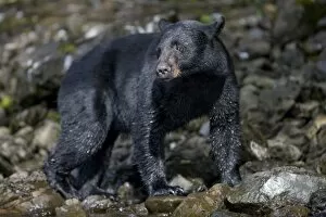 Images Dated 22nd July 2007: USA, Alaska, Kake, Black Bear (Ursus americanus) walking along Gunnuk Creek during