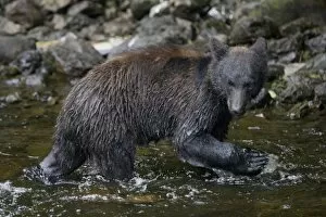 Images Dated 21st July 2007: USA, Alaska, Kake, Black Bear (Ursus americanus) walking in shallows along Gunnuk