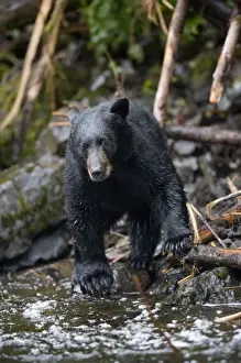 Images Dated 23rd July 2007: USA, Alaska, Kake, Black Bear (Ursus americanus) fishing for Chum Salmon along Gunnuk
