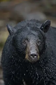 Images Dated 23rd July 2007: USA, Alaska, Kake, Black Bear (Ursus americanus) fishing for Chum Salmon along Gunnuk