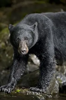 Images Dated 22nd July 2007: USA, Alaska, Kake, Black Bear (Ursus americanus) hunting for spawning Chum Salmon