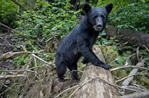 Images Dated 24th July 2007: USA, Alaska, Kake, Remote camera view of Black Bear (Ursus americanus) walking through