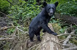 Kake Prints: USA, Alaska, Kake, Remote camera view of Black Bear (Ursus americanus) walking through