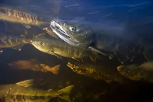 Murky Prints: USA, Alaska, Kake, Underwater view of Chum Salmon (Oncorhynchus keta) spawning in