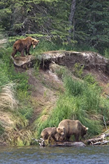 USA, Alaska, Katmai. Grizzly sow and first year cubs on riverbank