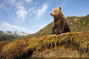 Images Dated 27th September 2010: USA, Alaska, Katmai National Park, Young Adult Female Coastal Brown Bear (Ursus arctos)