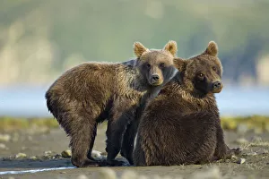 Images Dated 25th August 2010: USA, Alaska, Katmai National Park, Two Grizzly Bear Cub (Ursus arctos) sitting along
