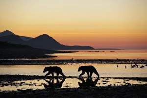 USA, Alaska, Katmai National Park, Grizzly Bear Cubs (Ursus arctos) walking along