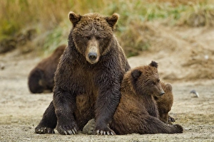 USA, Alaska, Katmai National Park, Grizzly Bear (Ursus arctos) sow and cubs resting