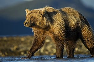 Images Dated 24th August 2010: USA, Alaska, Katmai National Park, Grizzly Bear (Ursus arctos) stalking along salmon