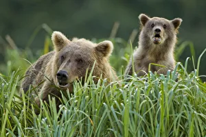 Images Dated 17th August 2010: USA, Alaska, Katmai National Park, Grizzly Bear Sow(Ursus arctos) feeding in meadow