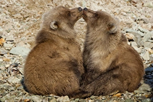 Images Dated 25th September 2010: USA, Alaska, Katmai National Park, Grizzly Bear Spring Cubs (Ursus arctos) playing