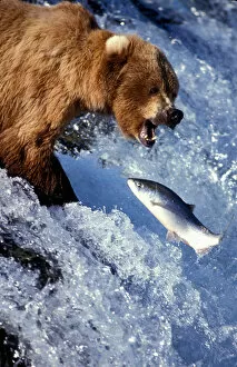 Images Dated 16th October 2006: USA, Alaska, Katmai National Park, Grizzly Bear (Ursus arctos) and red salmon (Oncorhynchus)