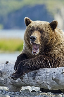 Images Dated 27th August 2010: USA, Alaska, Katmai National Park, Grizzly Bear (Ursus arctos) yawns while resting