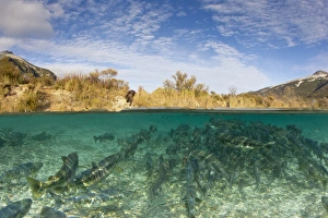 USA, Alaska, Katmai National Park, Coastal Brown Bear walks toward pool of spawning Chum Salmon