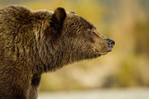 Images Dated 24th September 2010: USA, Alaska, Katmai National Park, Profile view of Adult male Grizzly Bear (Ursus