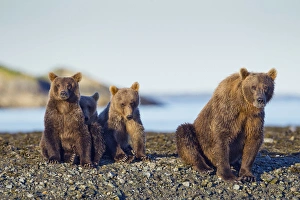 Images Dated 24th August 2010: USA, Alaska, Katmai National Park, Grizzly Bear Sow and Cubs (Ursus arctos) sitting