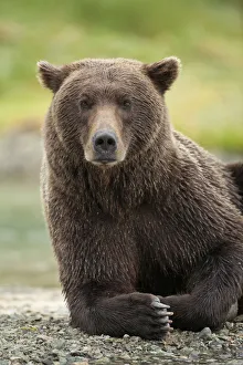 Images Dated 15th August 2010: USA, Alaska, Katmai National Park, Close-up of Grizzly Bear (Ursus arctos) resting