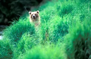 Images Dated 16th October 2006: USA, Alaska, Katmai National Park, Grizzly Bear cub (Ursus arctos) peers through