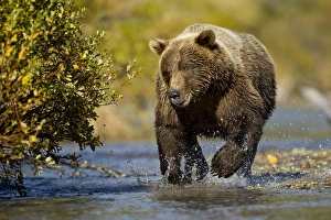 Images Dated 24th September 2010: USA, Alaska, Katmai National Park, Grizzly Bear (Ursus arctos) running in shallow