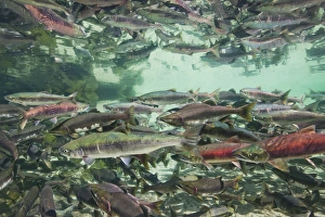 USA, Alaska, Katmai National Park, Underwater view of spawning Chum and Red Salmon