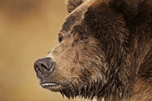 USA, Alaska, Katmai National Park, Close-up profile of adult male Coastal Brown Bear