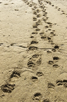 USA, Alaska, Katmai National Park, Footprints from Grizzly Bear Spring Cubs (Ursus