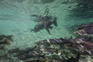 Images Dated 23rd August 2010: USA, Alaska, Katmai National Park, Underwater view of Grizzly Bear (Ursus arctos)