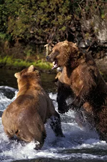 Images Dated 16th October 2006: USA, Alaska, Katmai National Park, Grizzly Bears (Ursus arctos) fight over fishing