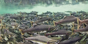 Images Dated 21st August 2010: USA, Alaska, Katmai National Park, Underwater view of spawning Chum and Red Salmon
